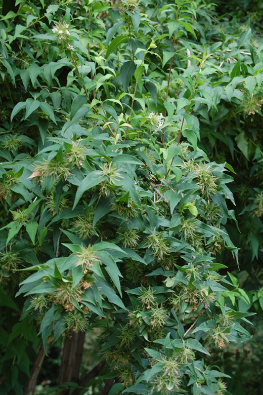 Abélie de l'Himalaya, Abelia à trois fleurs