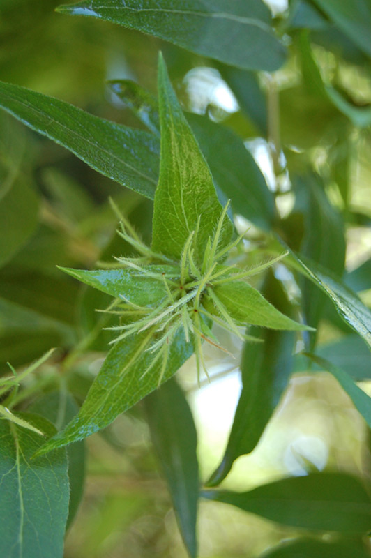 Abélie de l'Himalaya, Abelia à trois fleurs