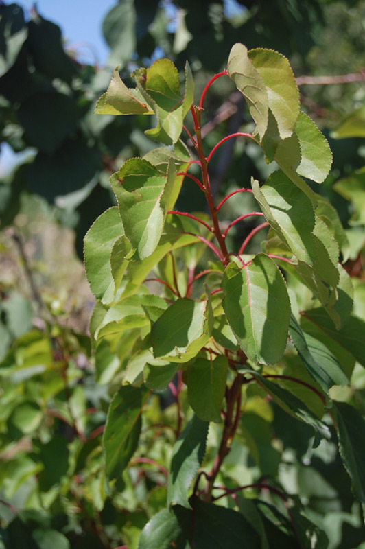 Abricotier, Abricotier commun