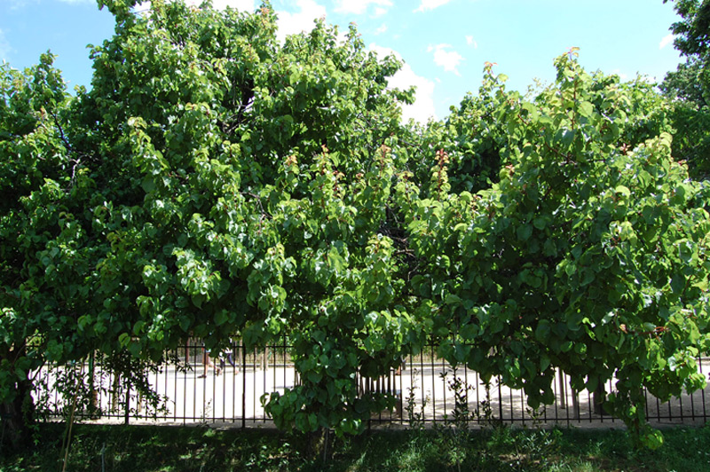 Abricotier, Abricotier commun