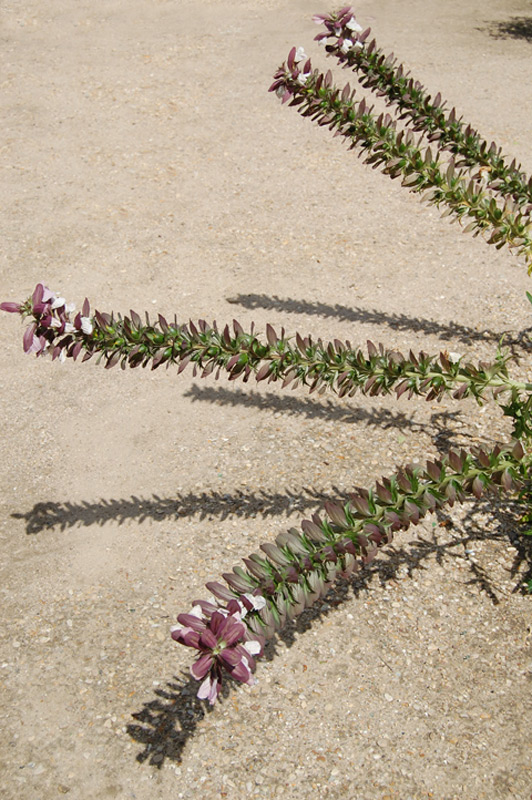 Acanthe à feuilles molles