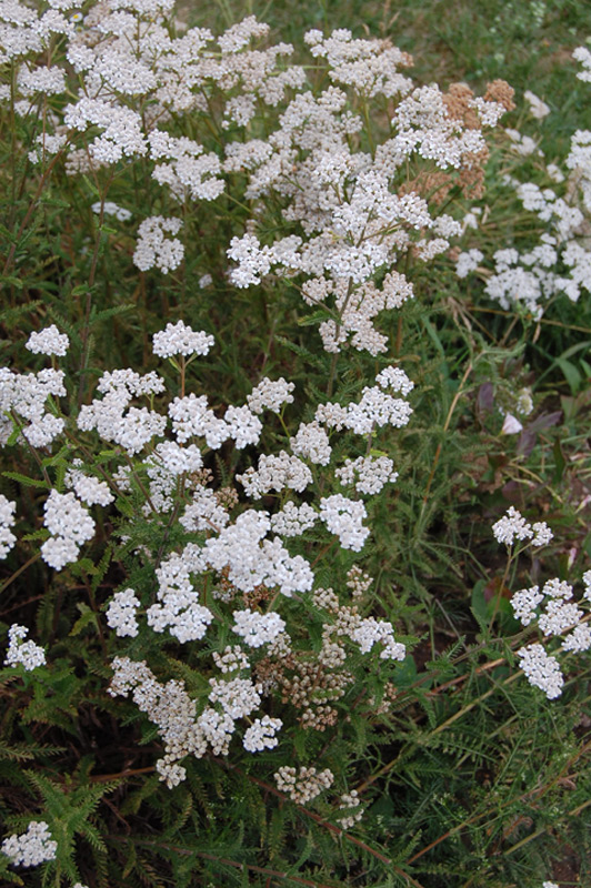 Achillée millefeuille