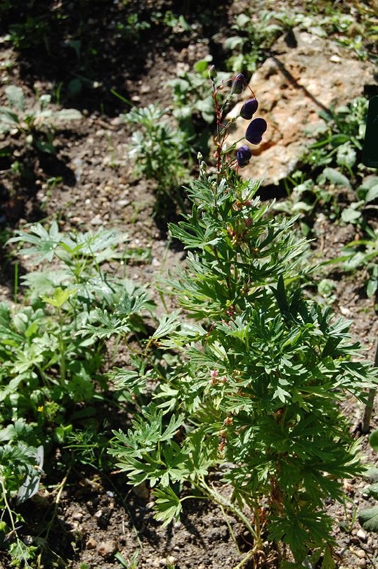 Aconit napel, Casque de Jupiter