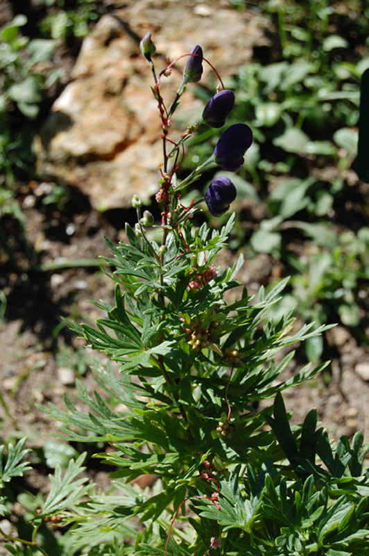 Aconit napel, Casque de Jupiter
