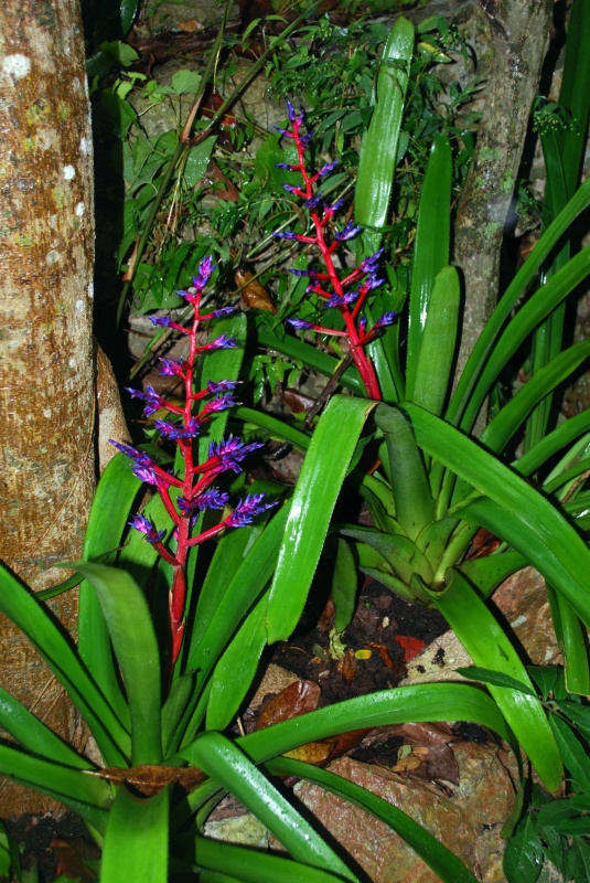 Aechméa "Blue Rain"