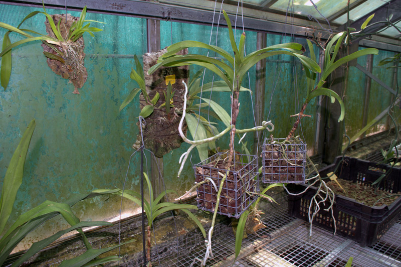 Aerides en forme de faucille