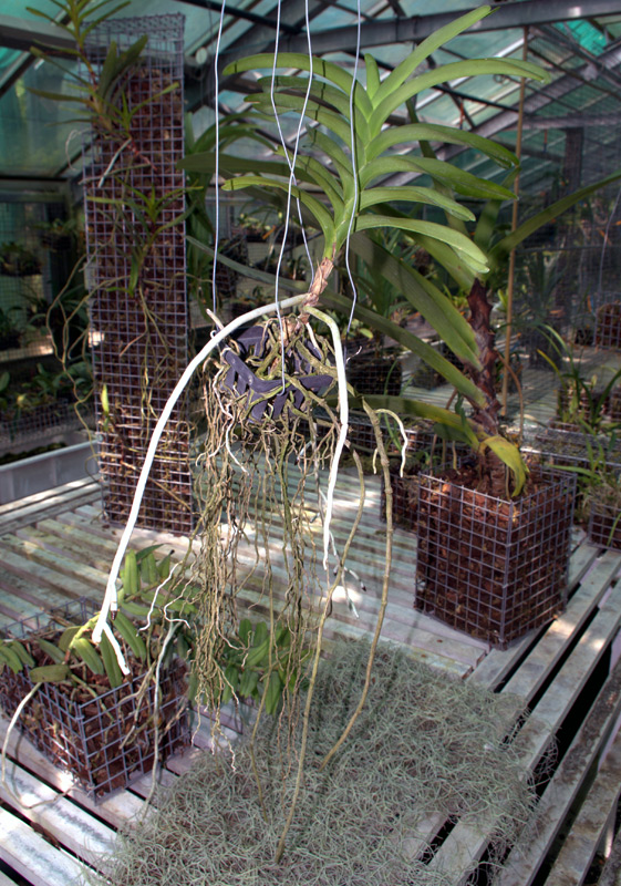 Aerides en forme de faucille