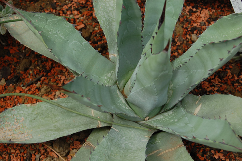Agave parrasana
