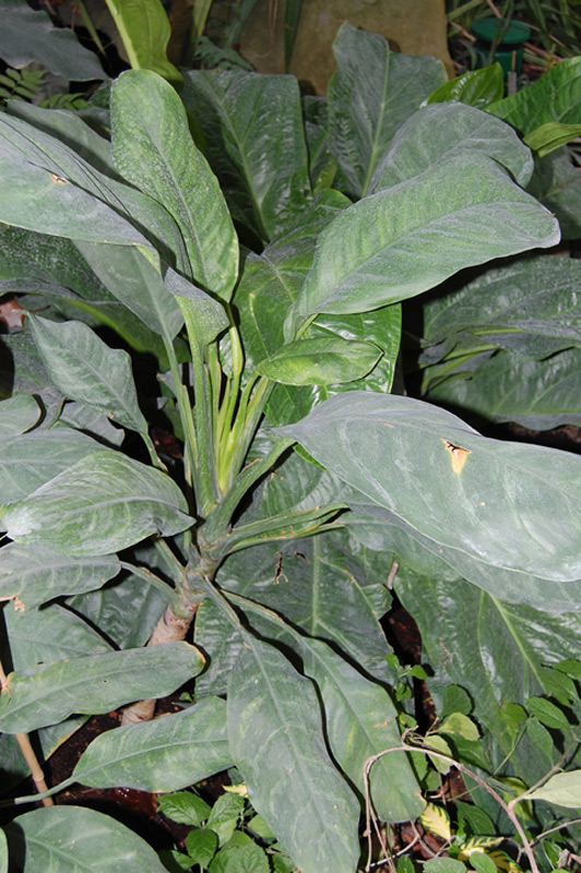 Aglaonema