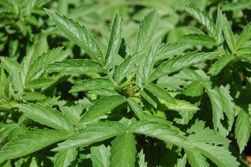 Aigremoine élevée, Aigremoine odorante