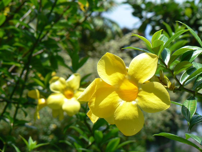 Allamanda