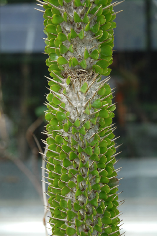 Alluaudia montagnacii