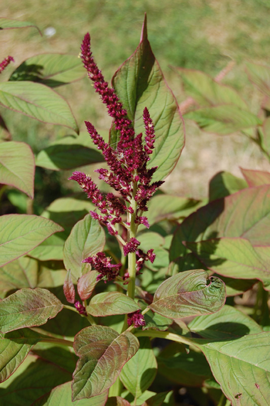 Amarante réfléchie