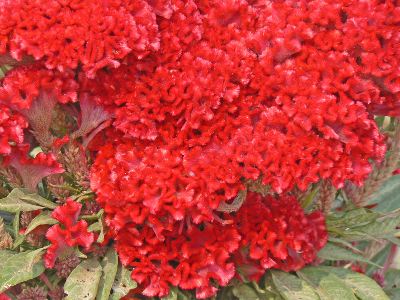 Amarante Crête de coq