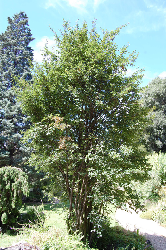 Amélanchier du Canada