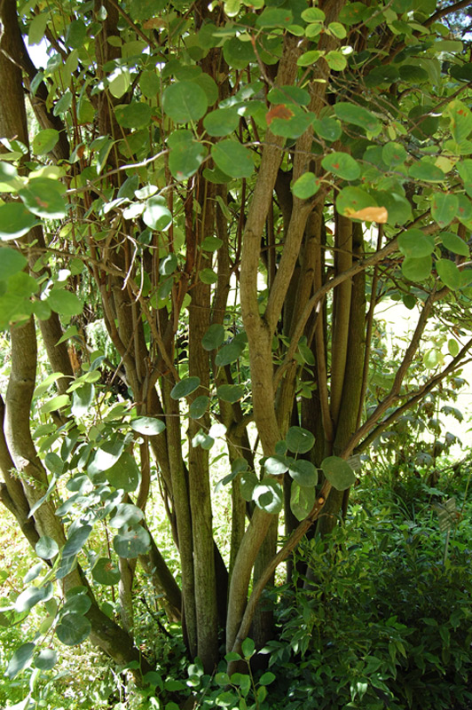 Amélanchier du Canada