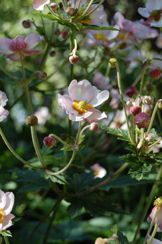 Anémone du Japon tomentosa