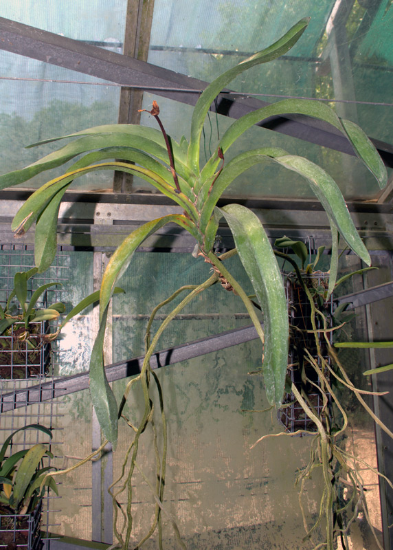 Angraecum bosserii