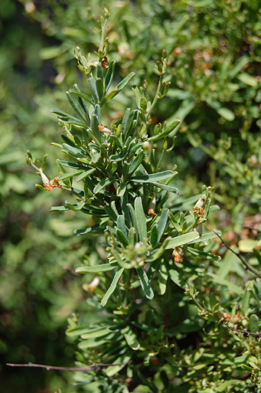 Anthyllide d'Hermann