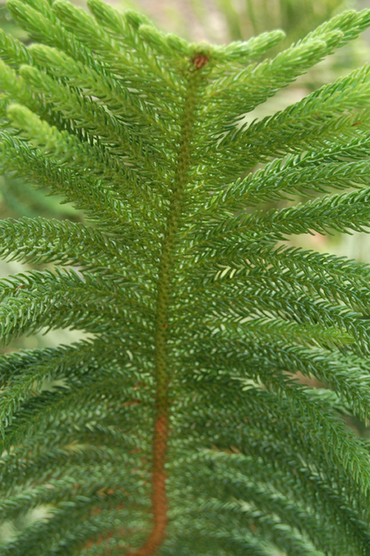 Araucaria subulata
