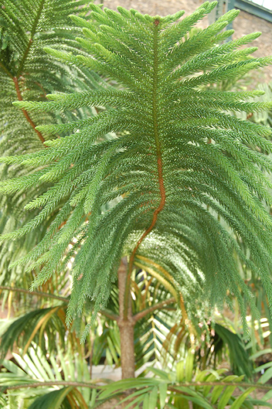 Araucaria subulata