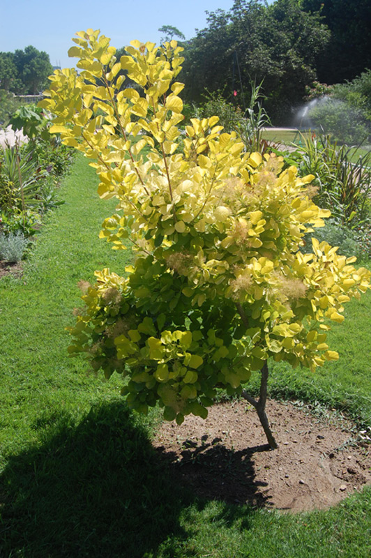 Arbre à perruque doré
