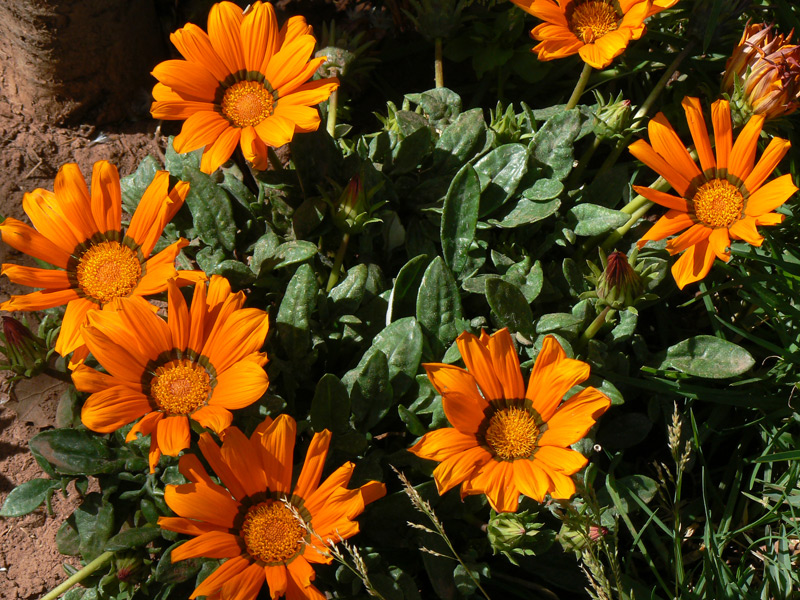 Arctotis fastueux, Venidium, Arctotide