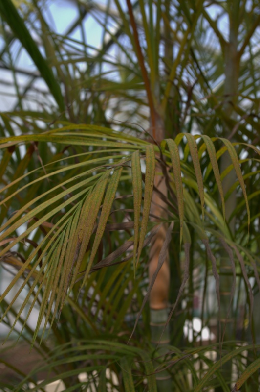 Areca, Palmier canne d’or