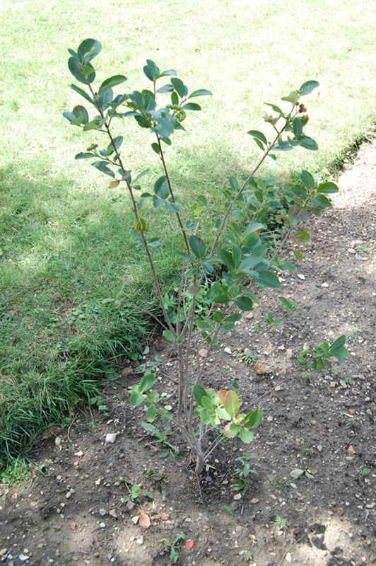 Aronie à fruits noirs