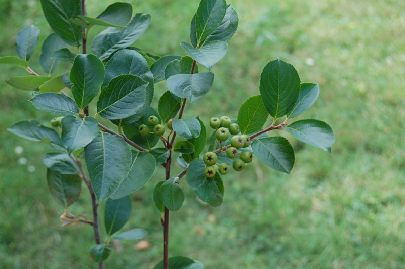 Aronie à fruits noirs