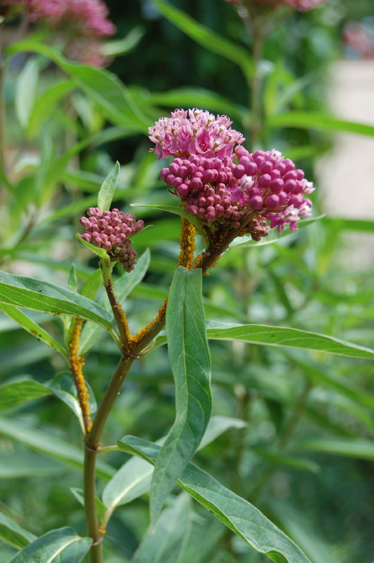 Asclépiade rouge, Asclépiade incarnata