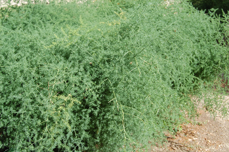 Asparagus à feuilles fines