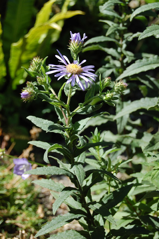 Aster des Pyrénées