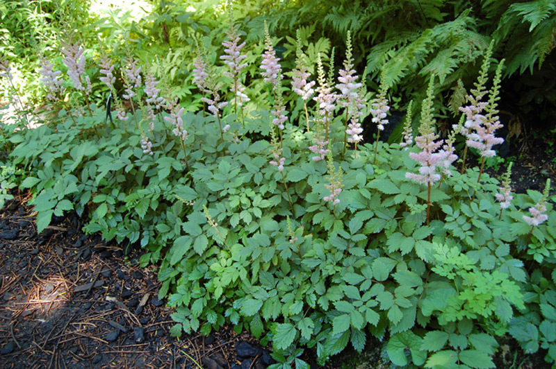 Astilbe de Chine