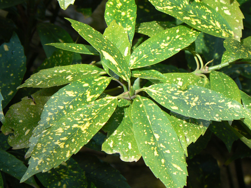 Aucuba du Japon panaché