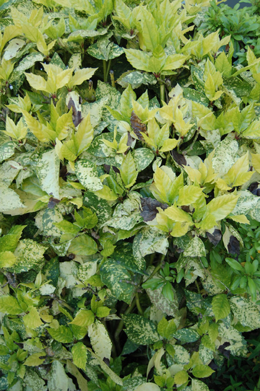 Aucuba du Japon panaché