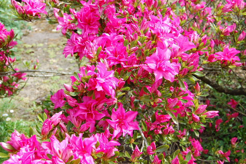 Azalée japonaise