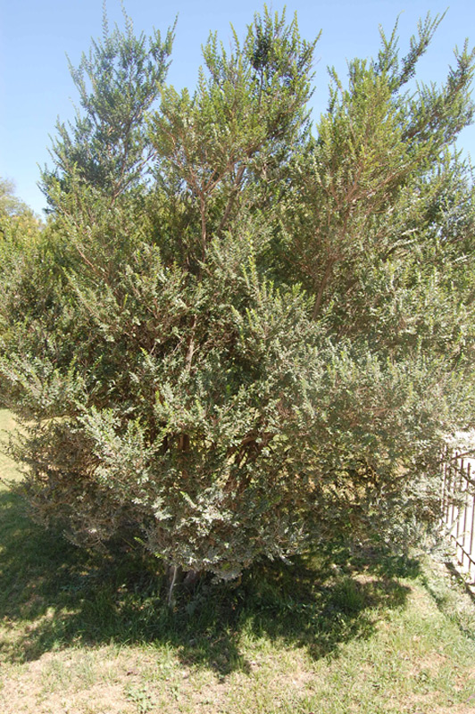 Azara à petites feuilles
