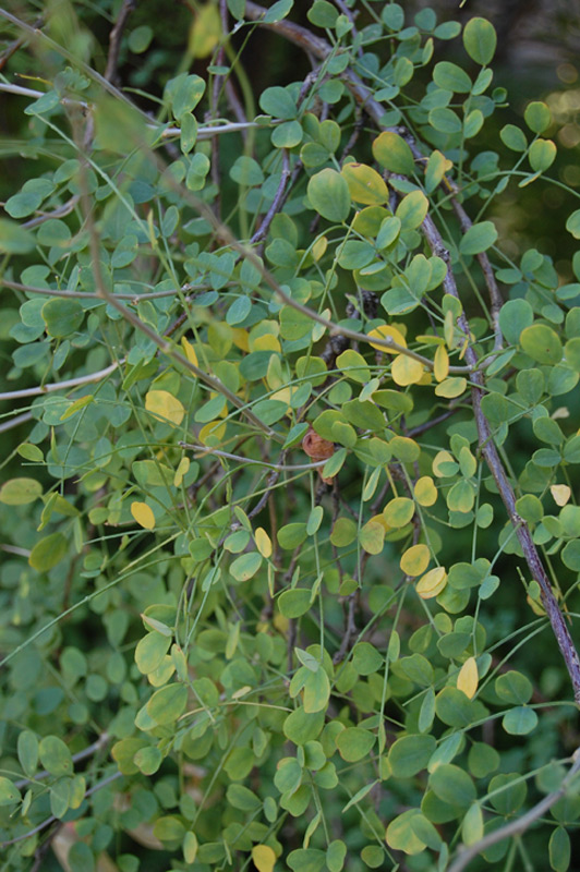 Baguenaudier de Perse