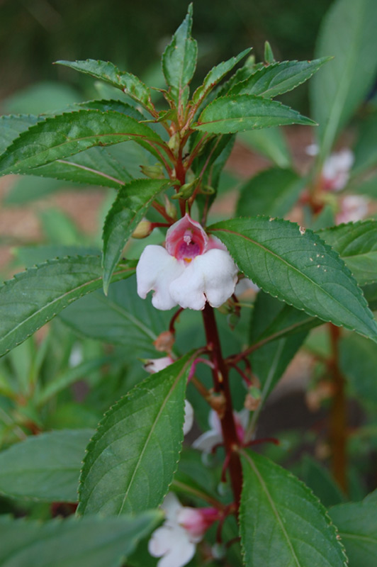 Balsamine des jardins