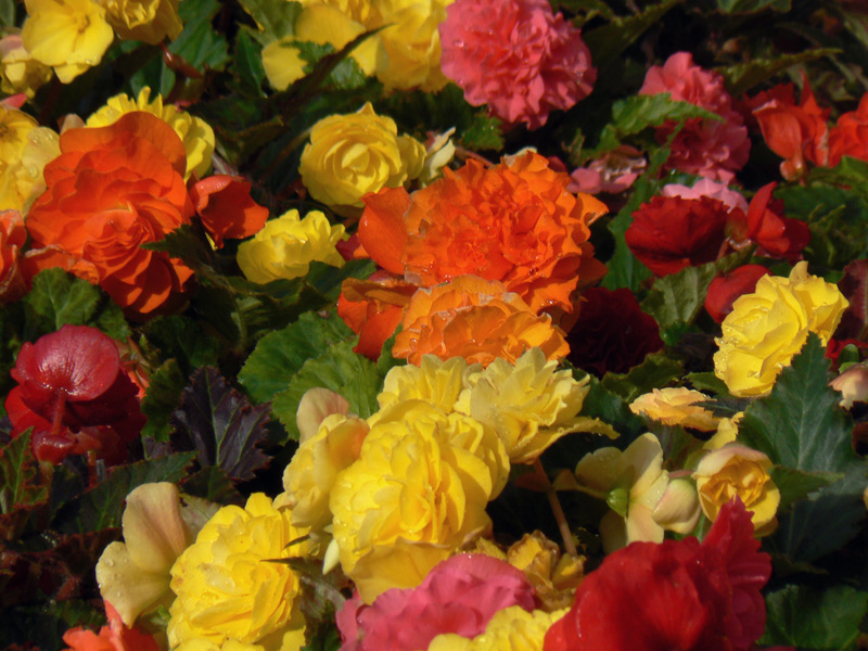 Bégonia géant double 'Orange' , 'Rouge', etc.