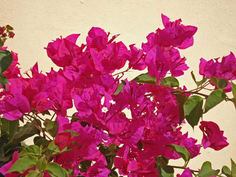 Bougainvillier violet