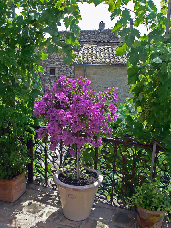 Bougainvillier violet