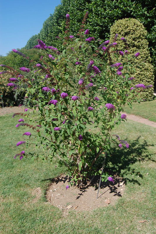 Buddleja du père David 'Summer Beauty'