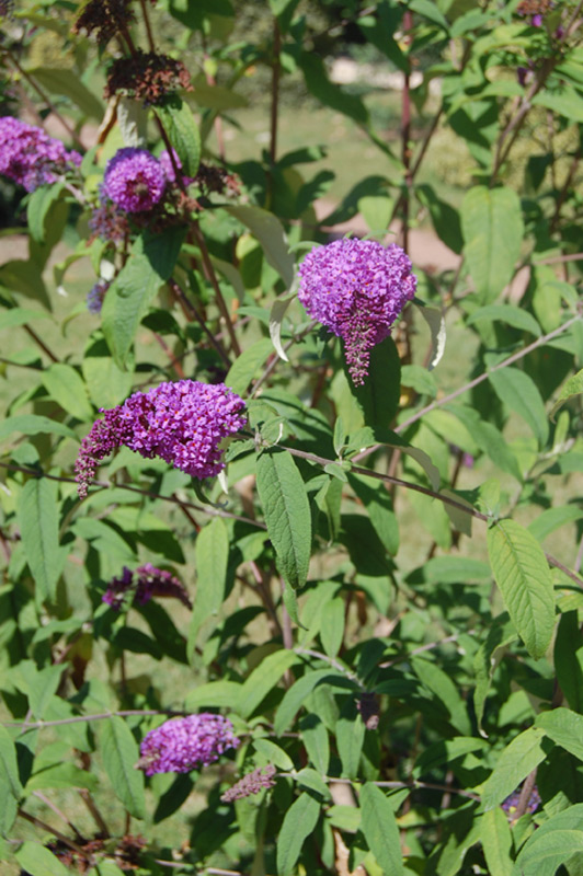 Buddleja du père David 'Summer Beauty'