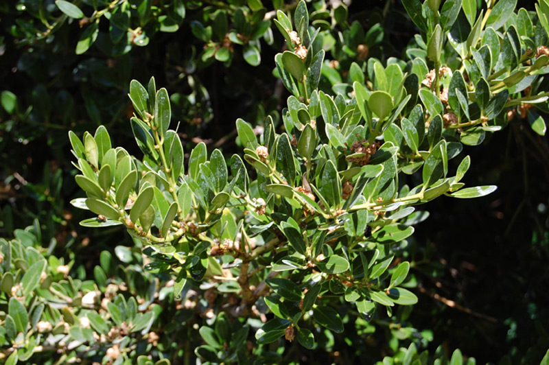 Buis des Baléares, Buis de Mahon