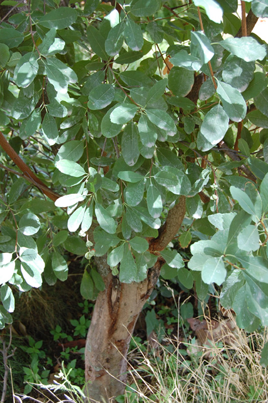 Buisson de perles korolkowii