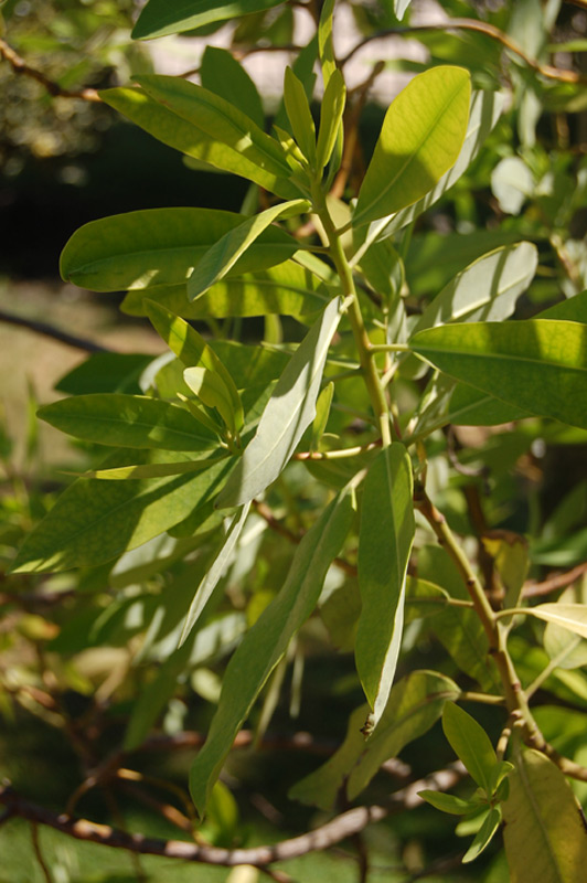 Arbre à écorce de Winter, Cannelle de Magellan