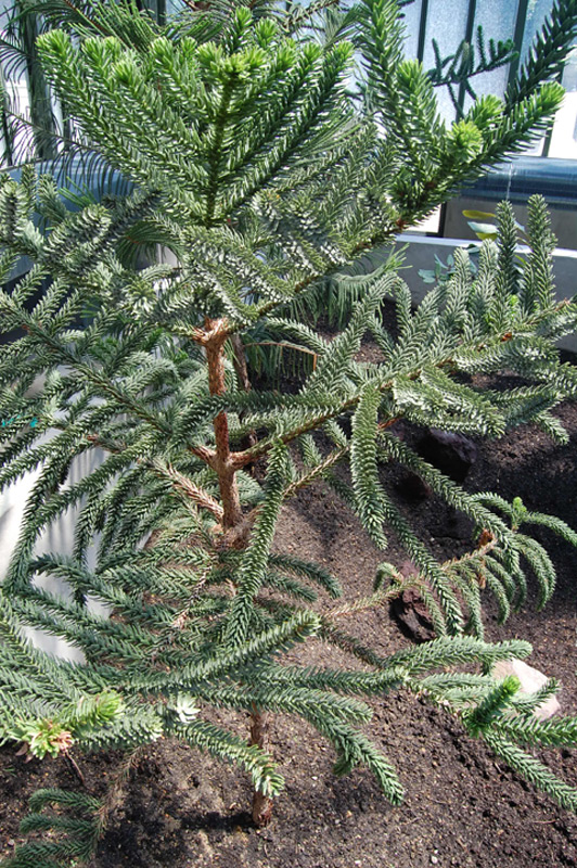 Araucaria de Rule, Pin colonnaire