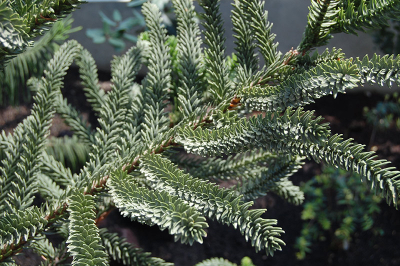 Araucaria de Rule, Pin colonnaire